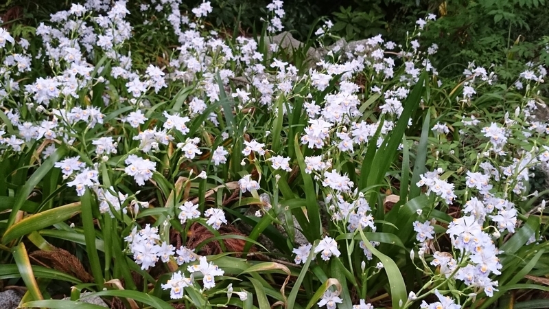 シャガの花 - KONASUKEの部屋