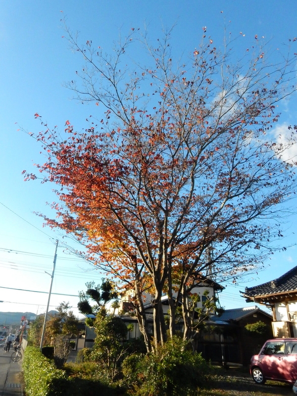雑木紅葉(ぞうきこうよう) - KONASUKEの部屋