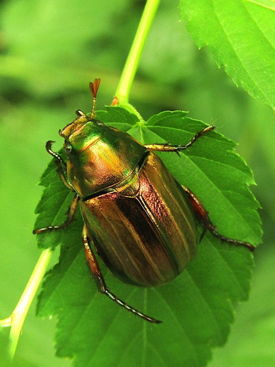 パラタイプ　コガネムシ　標本　スジコガネ 昆虫標本⑦コガネムシ標本 ドイツ箱4箱 T-WOOD ハナムグリ スジコガネ