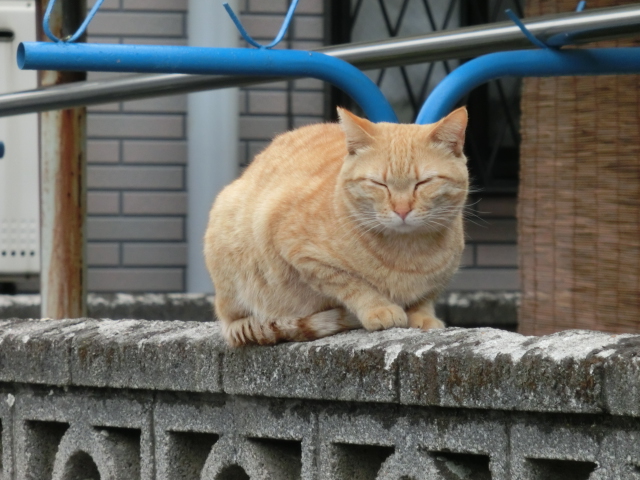 f:id:konbumori:20130303145530j:image