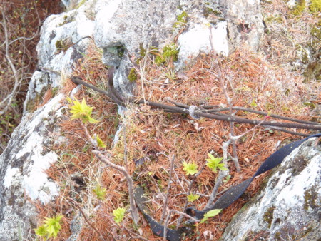 f:id:konchang:20120513084827j:image