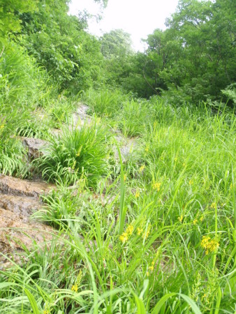 f:id:konchang:20120716154546j:image