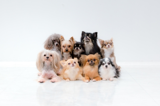 犬 多頭飼い ゲージ