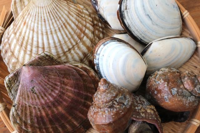 貝毒 原因 アサリ