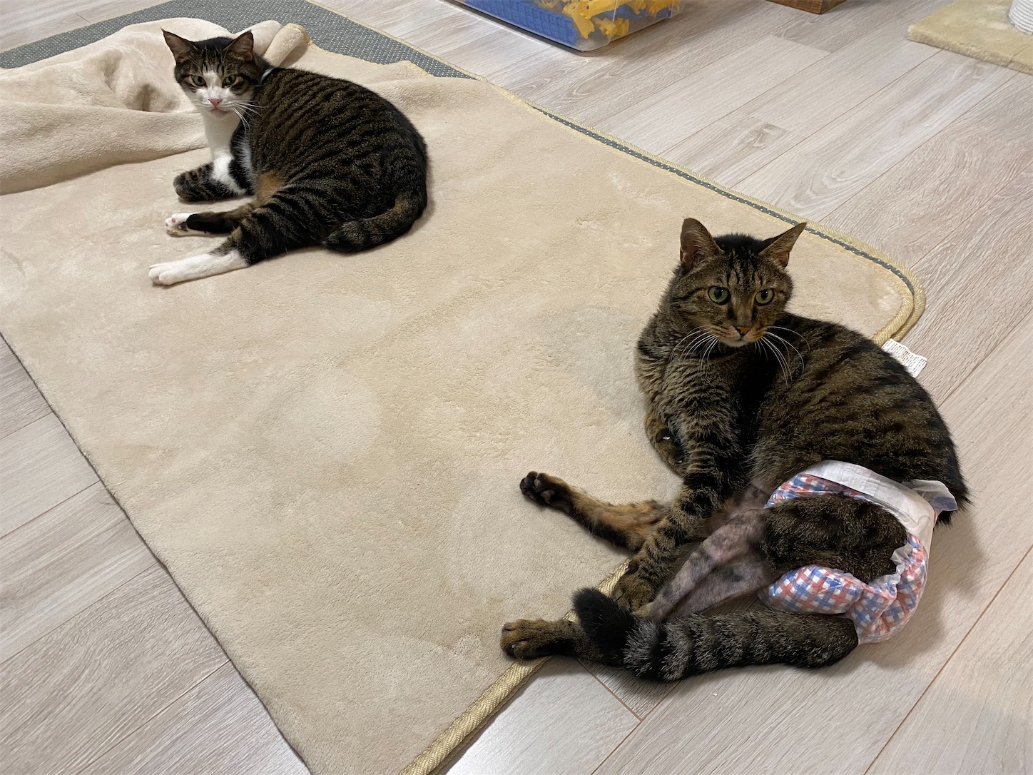f:id:konekoneneko:20220825190439j:image