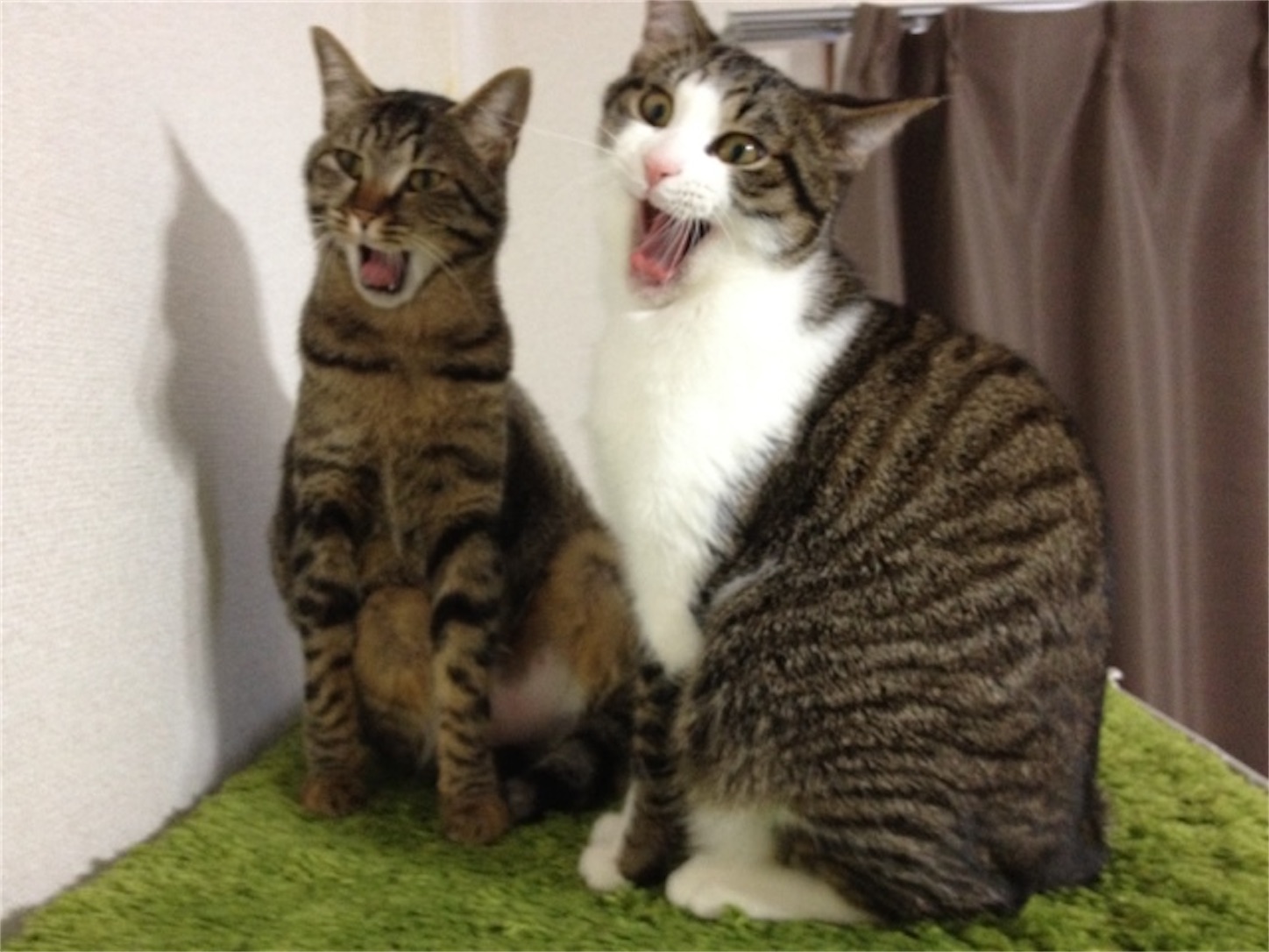 f:id:konekoneneko:20220914220036j:image
