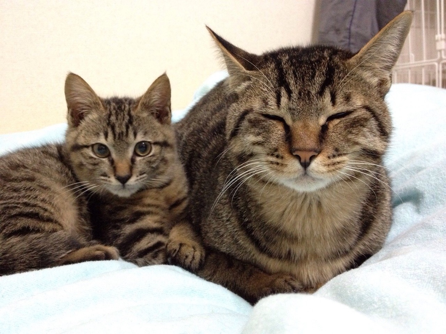 f:id:konekoneneko:20220914220126j:image