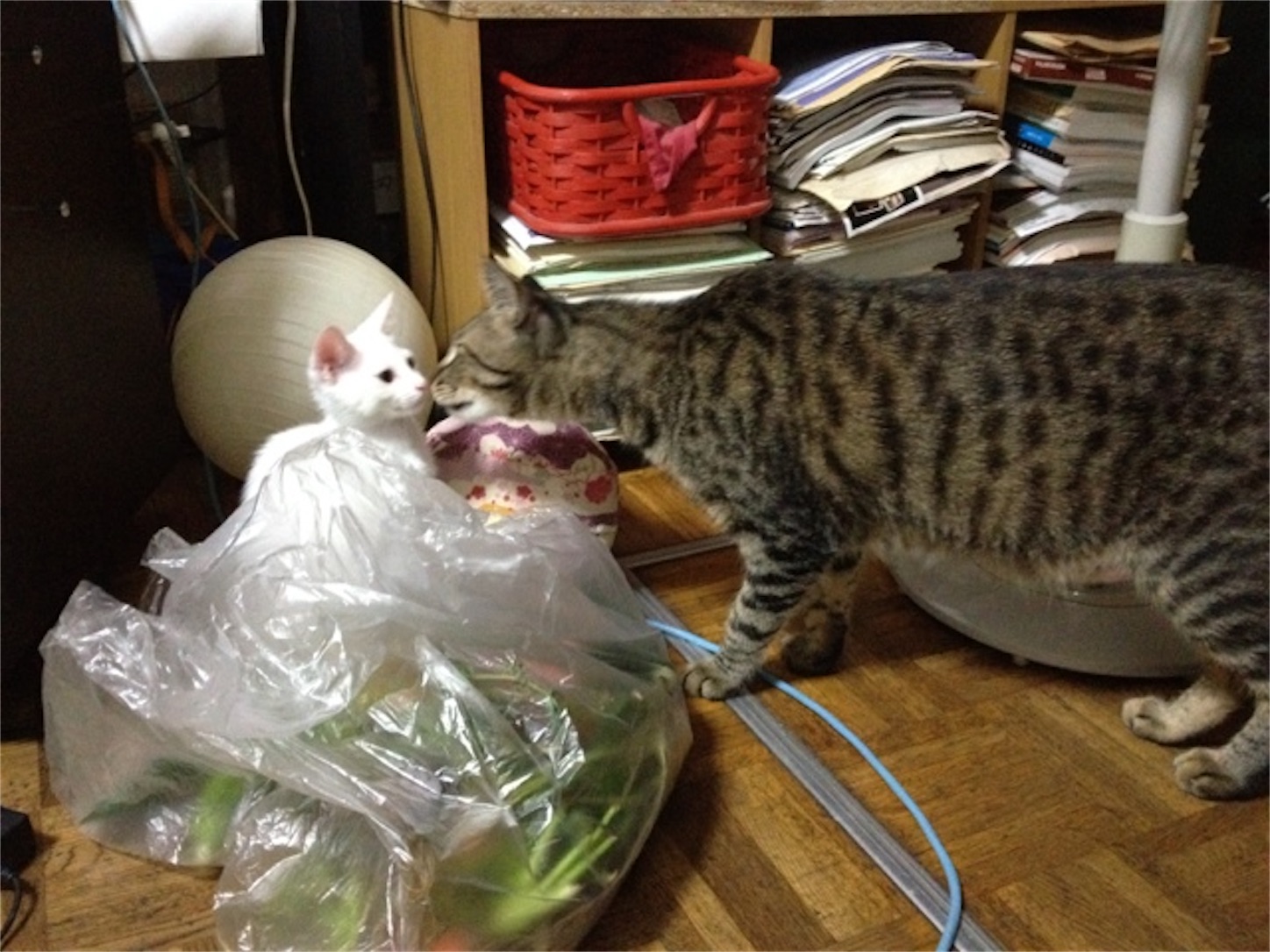 f:id:konekoneneko:20220914220130j:image