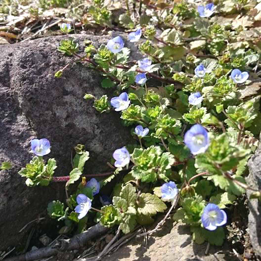 f:id:konishisaki:20170901144911j:plain