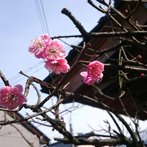 f:id:konishisaki:20180115170826j:plain