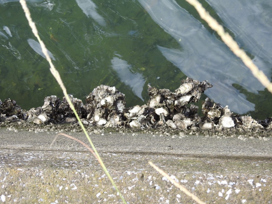 f:id:konjac-enma:20201024085157j:plain f:id:konjac-enma:20201024085157j:plain