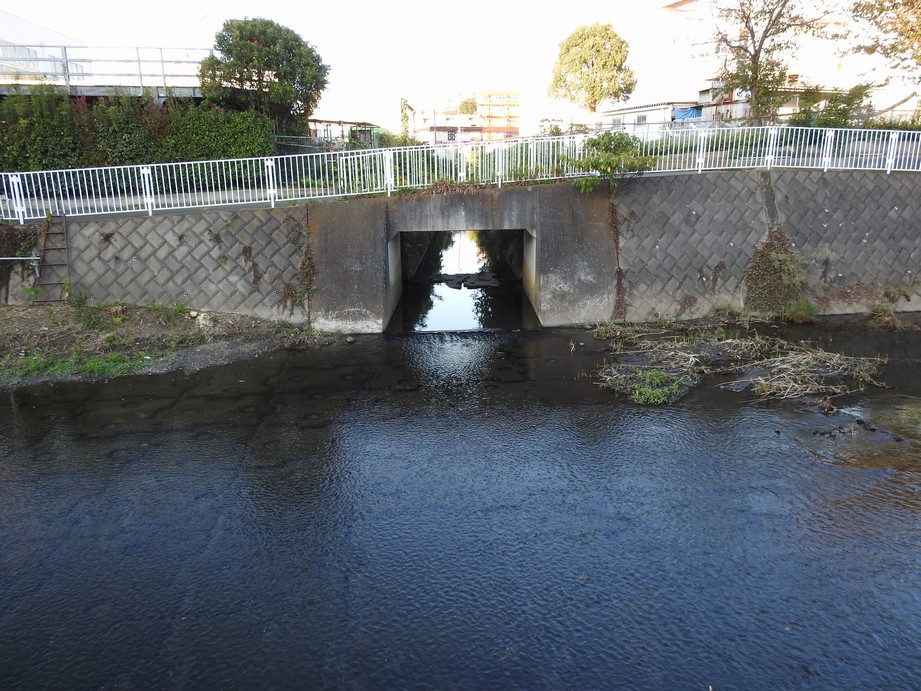 f:id:konjac-enma:20201109153629j:plain f:id:konjac-enma:20201109153629j:plain