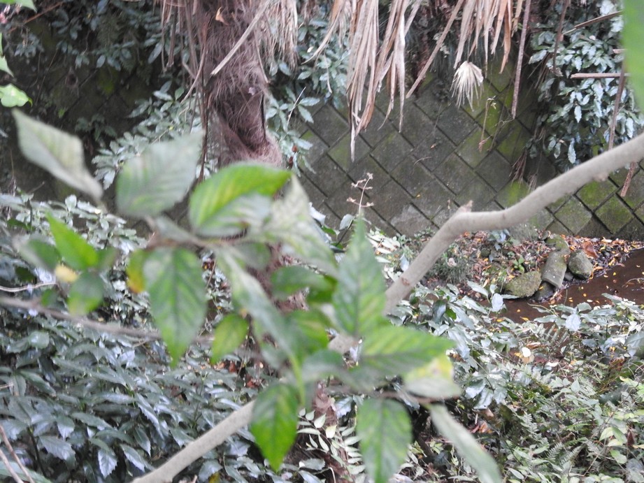 f:id:konjac-enma:20201109163316j:plain f:id:konjac-enma:20201109163316j:plain