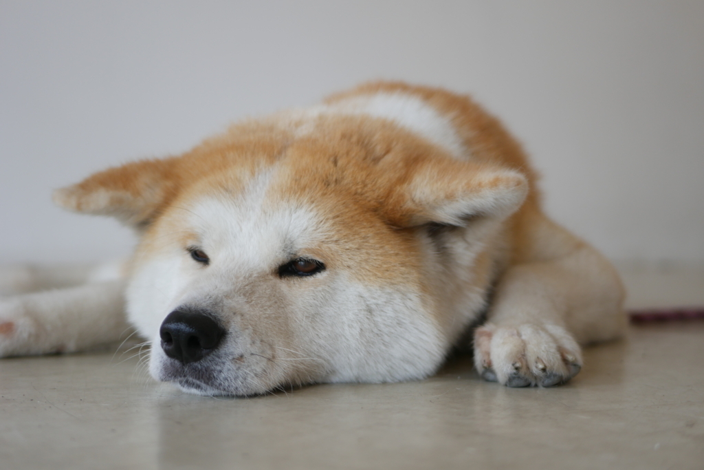 f:id:konjac-susan:20170719042827j:plain f:id:konjac-susan:20170719042827j:plain