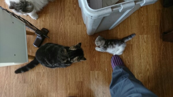 イメージ 5