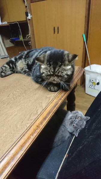 イメージ 1