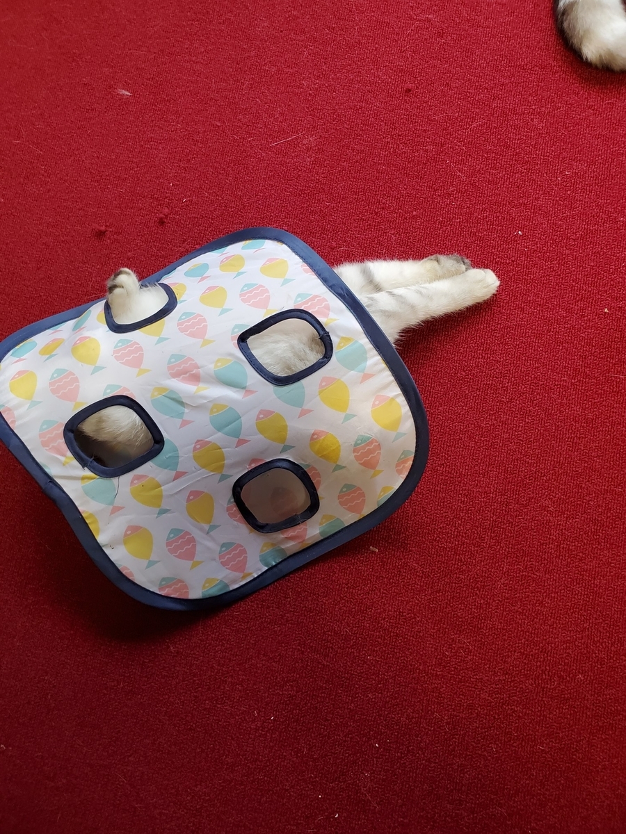 金翅鳥院のブログ