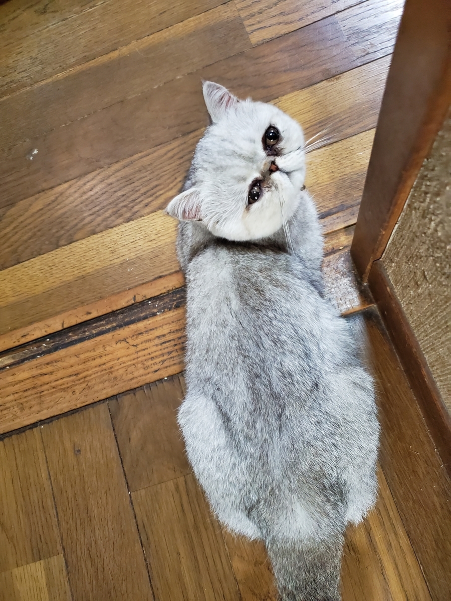 金翅鳥院のブログ