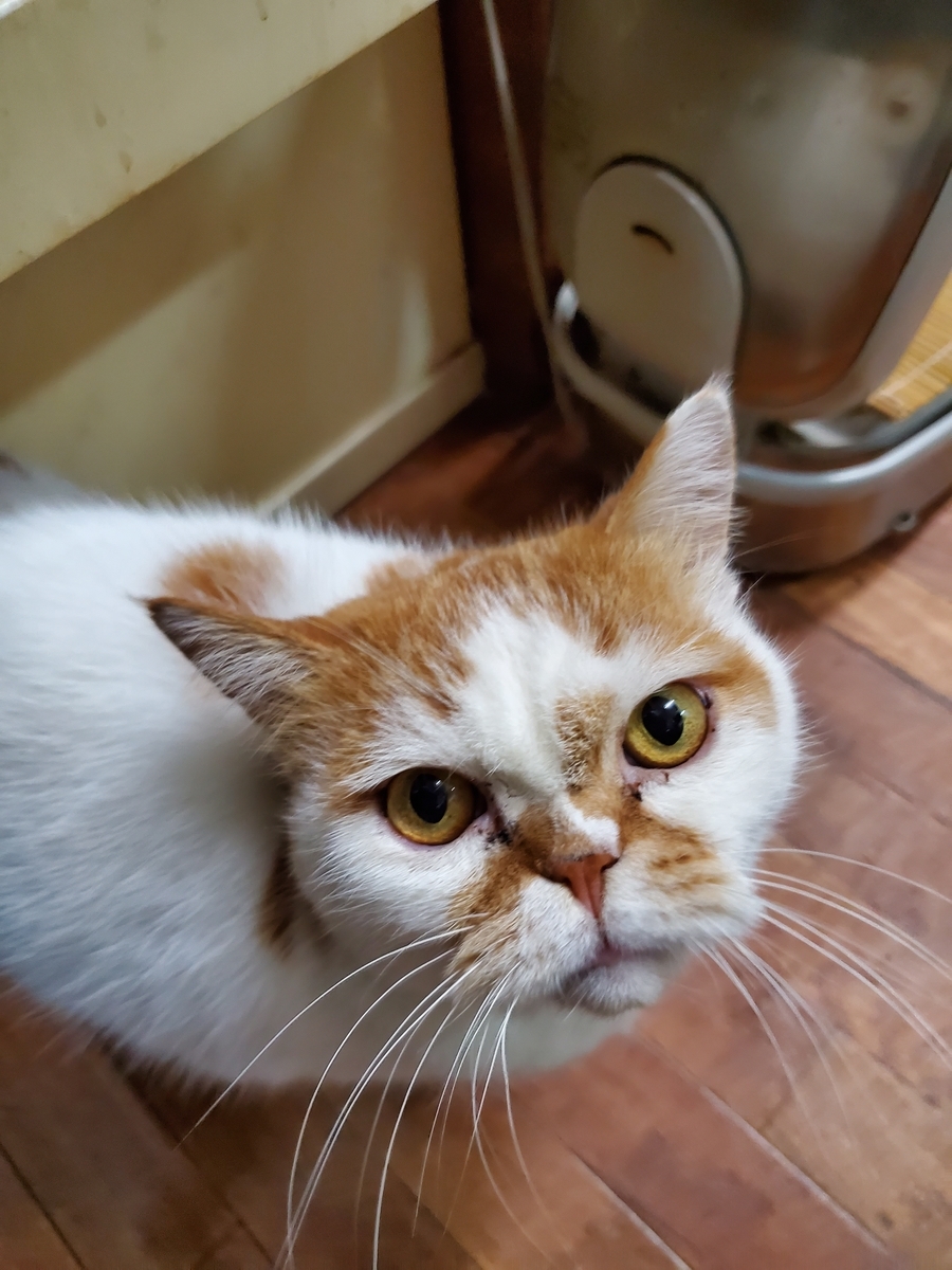 f:id:konjichoin:20190825180143j:plain f:id:konjichoin:20190825180143j:plain