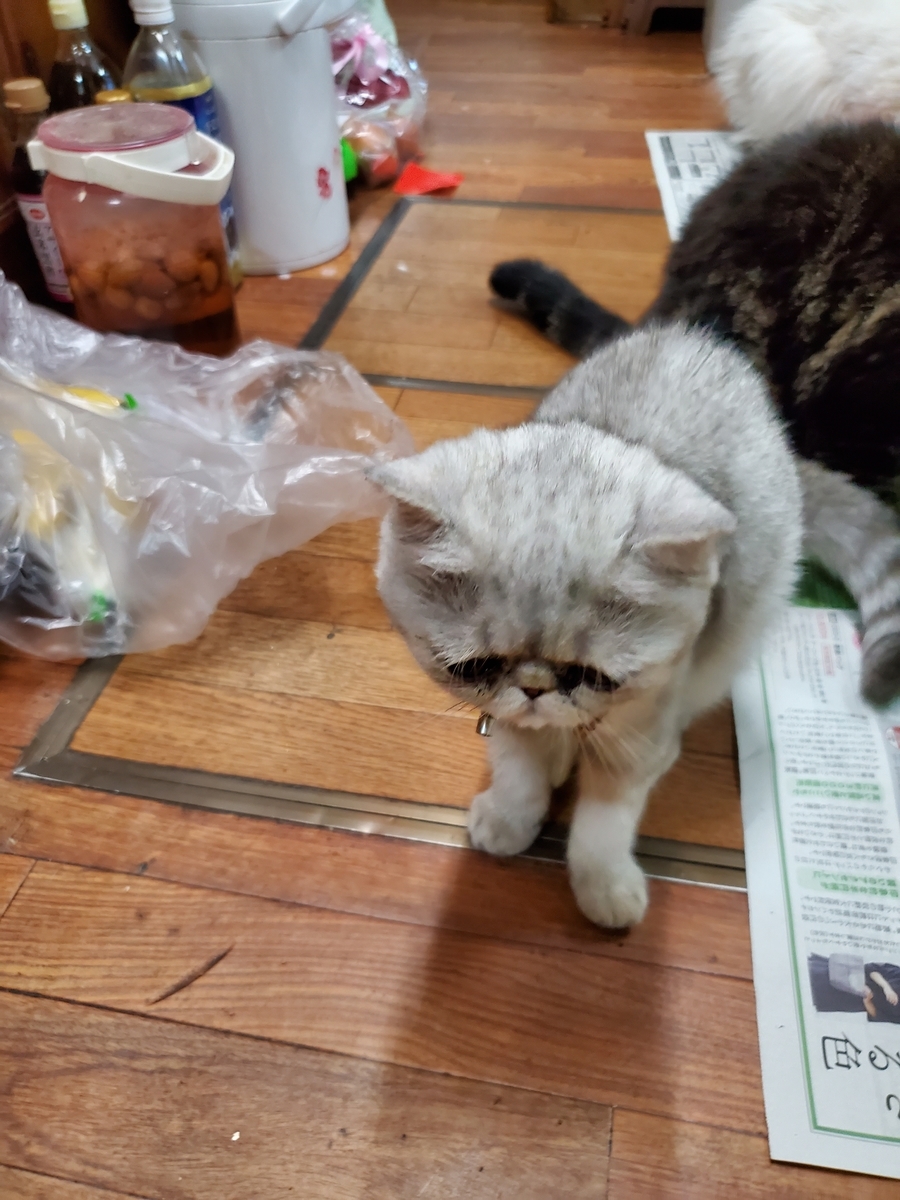 f:id:konjichoin:20190825180255j:plain f:id:konjichoin:20190825180255j:plain