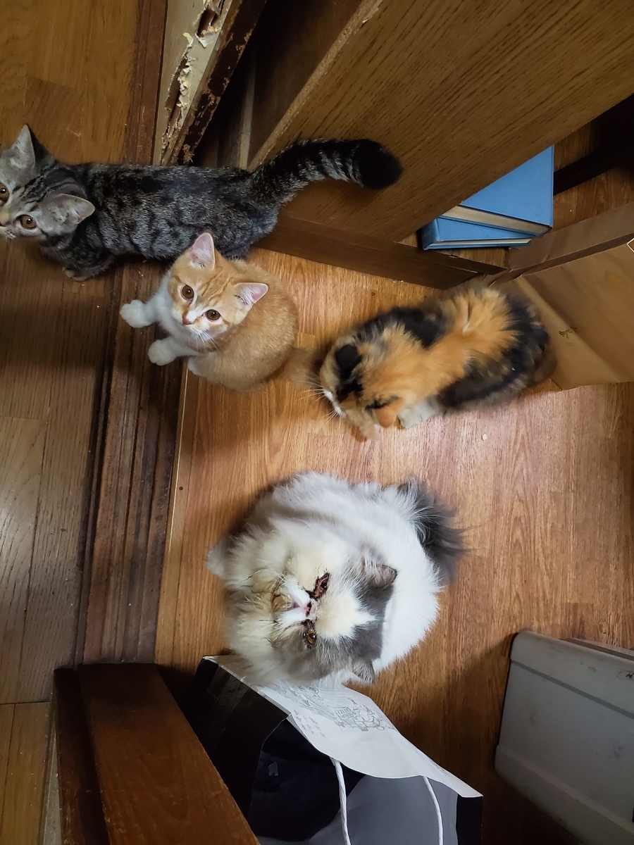 f:id:konjichoin:20190902213728j:plain f:id:konjichoin:20190902213728j:plain