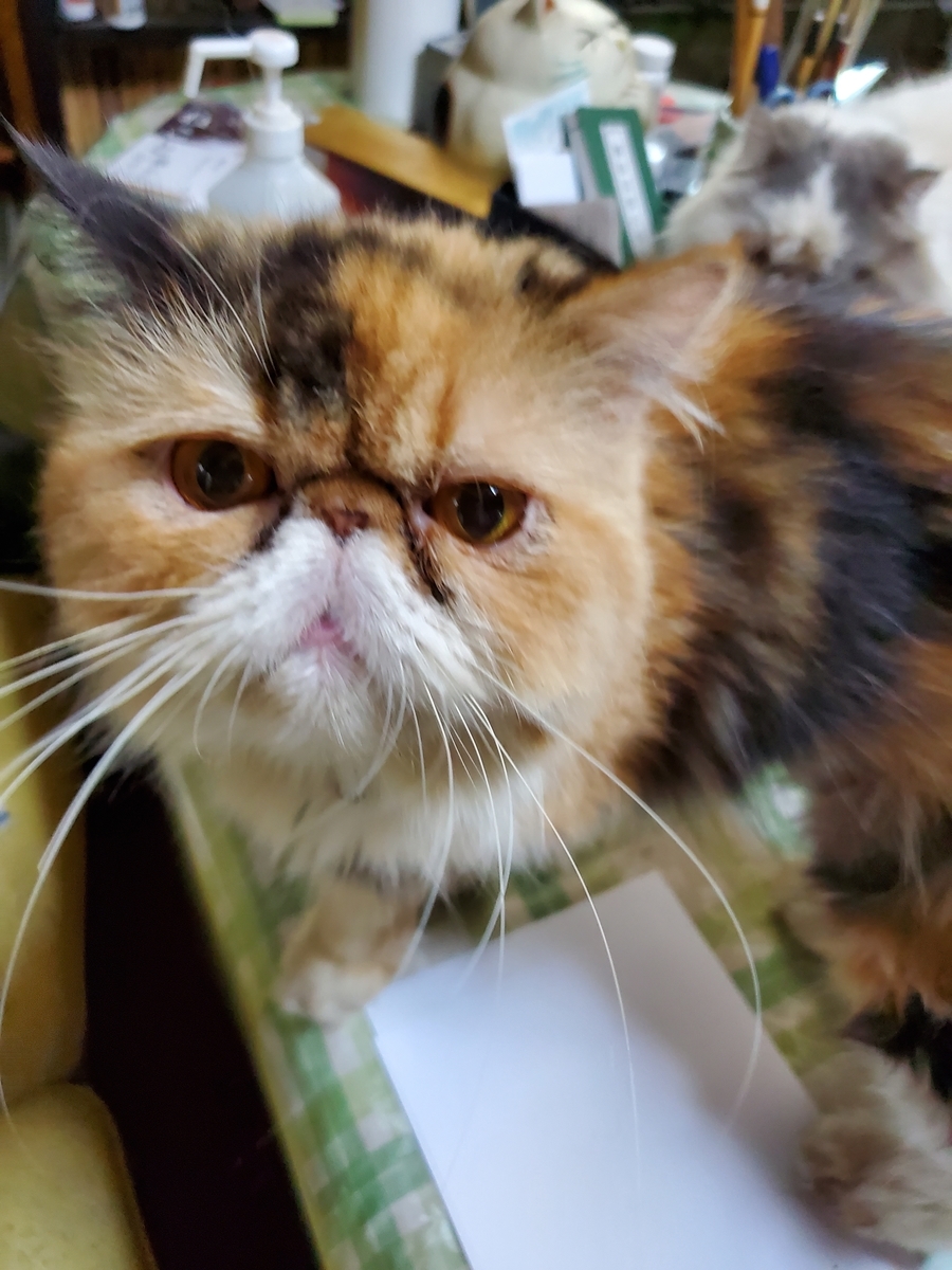 f:id:konjichoin:20190904194513j:plain