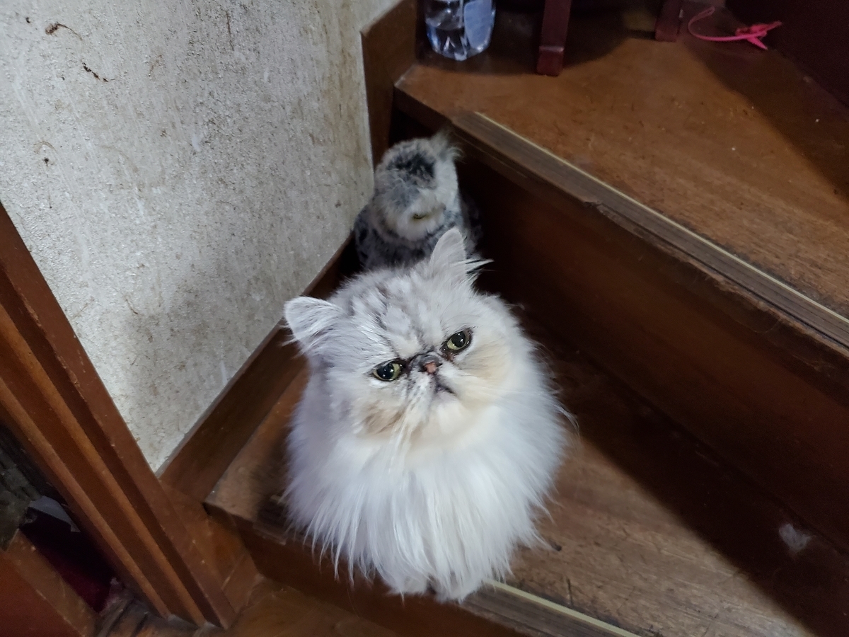f:id:konjichoin:20191029071227j:plain f:id:konjichoin:20191029071227j:plain
