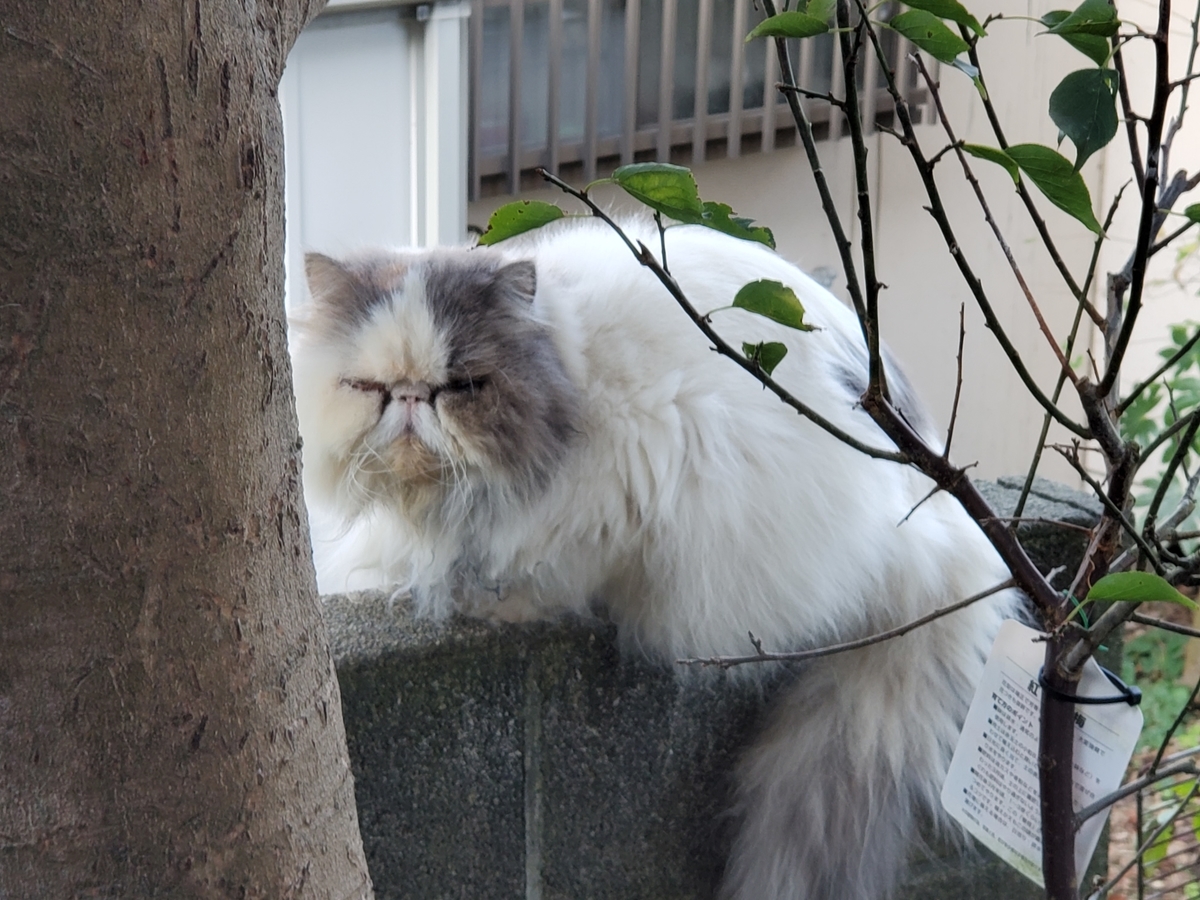 f:id:konjichoin:20191101073940j:plain f:id:konjichoin:20191101073940j:plain