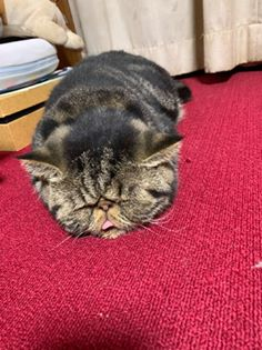 f:id:konjichoin:20191105100129p:plain f:id:konjichoin:20191105100129p:plain