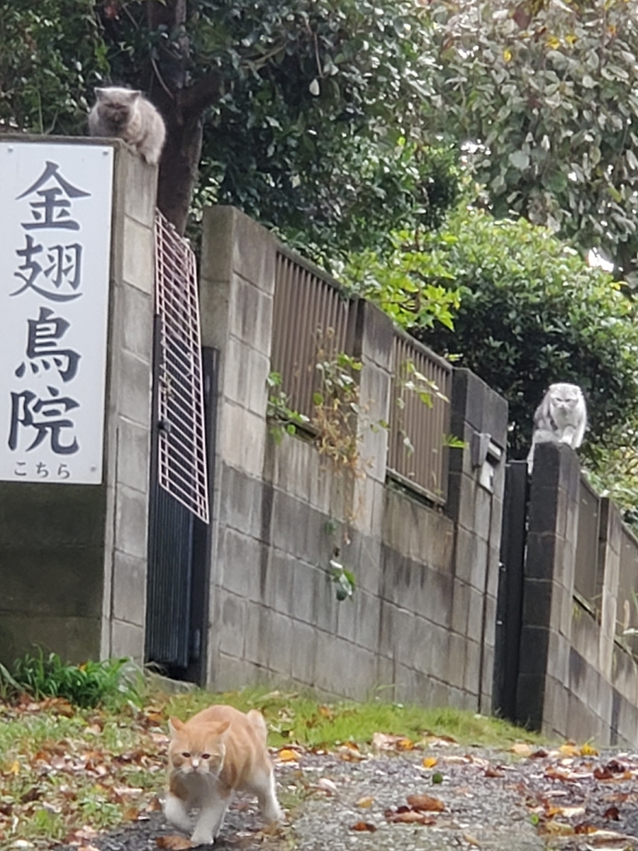f:id:konjichoin:20191112112144j:plain