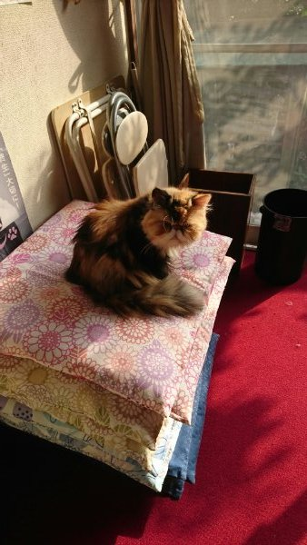 f:id:konjichoin:20191122085535p:plain