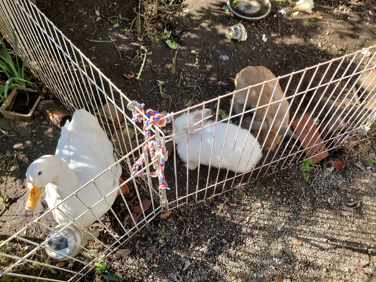 f:id:konjichoin:20191208171839j:plain f:id:konjichoin:20191208171839j:plain