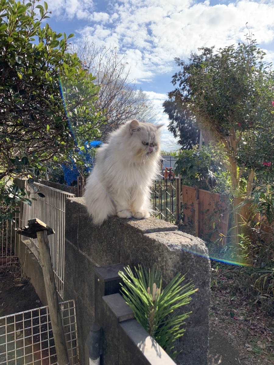 f:id:konjichoin:20191231075214j:plain