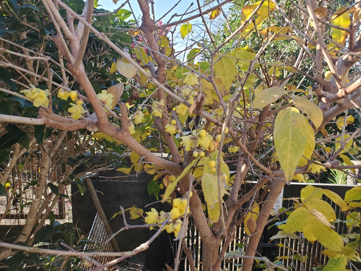 f:id:konjichoin:20191231095638j:plain