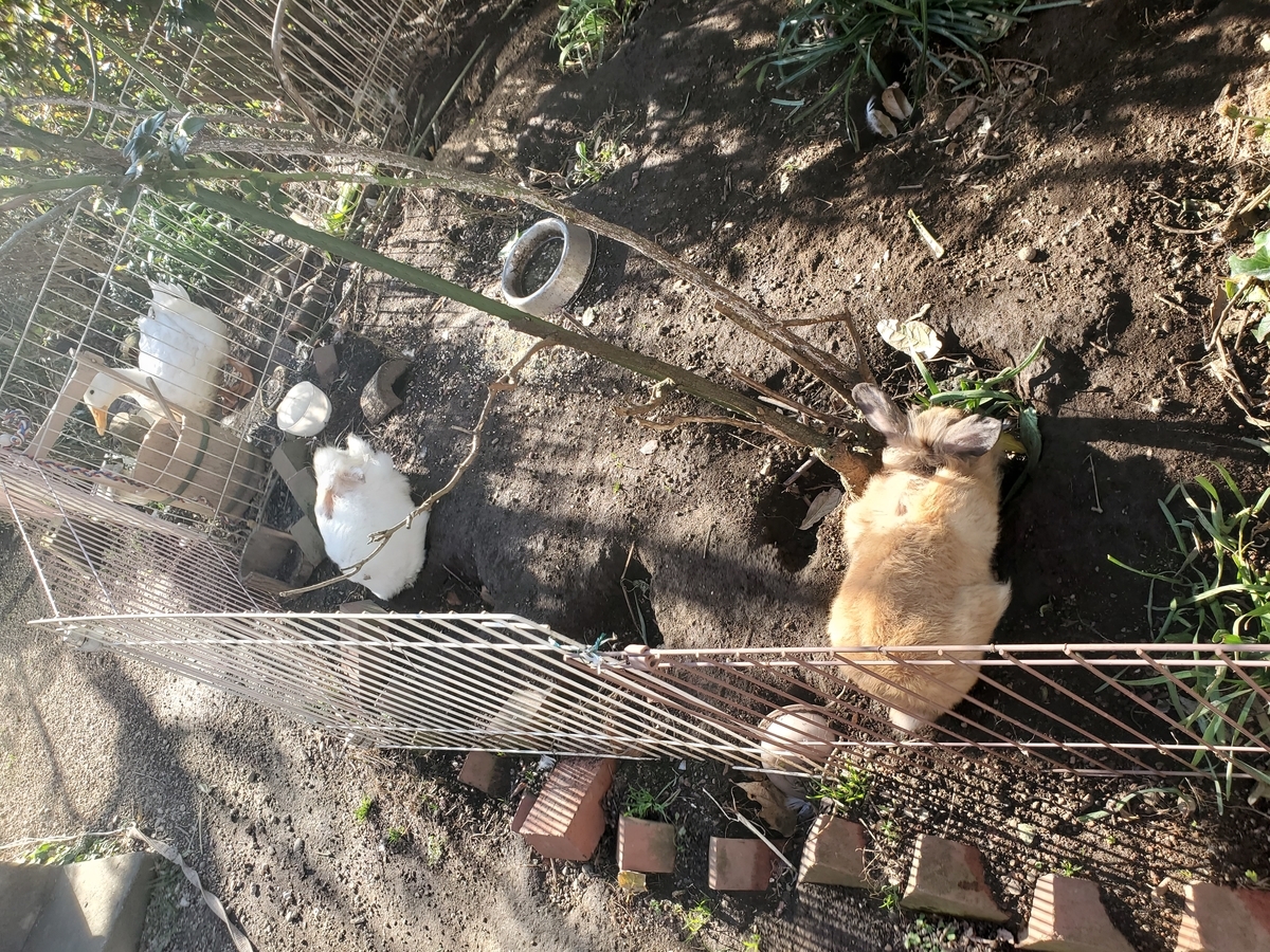 f:id:konjichoin:20191231095804j:plain