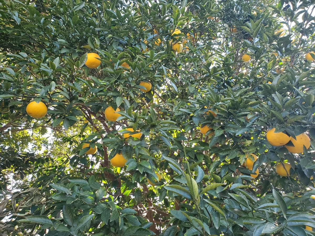 f:id:konjichoin:20191231100032j:plain