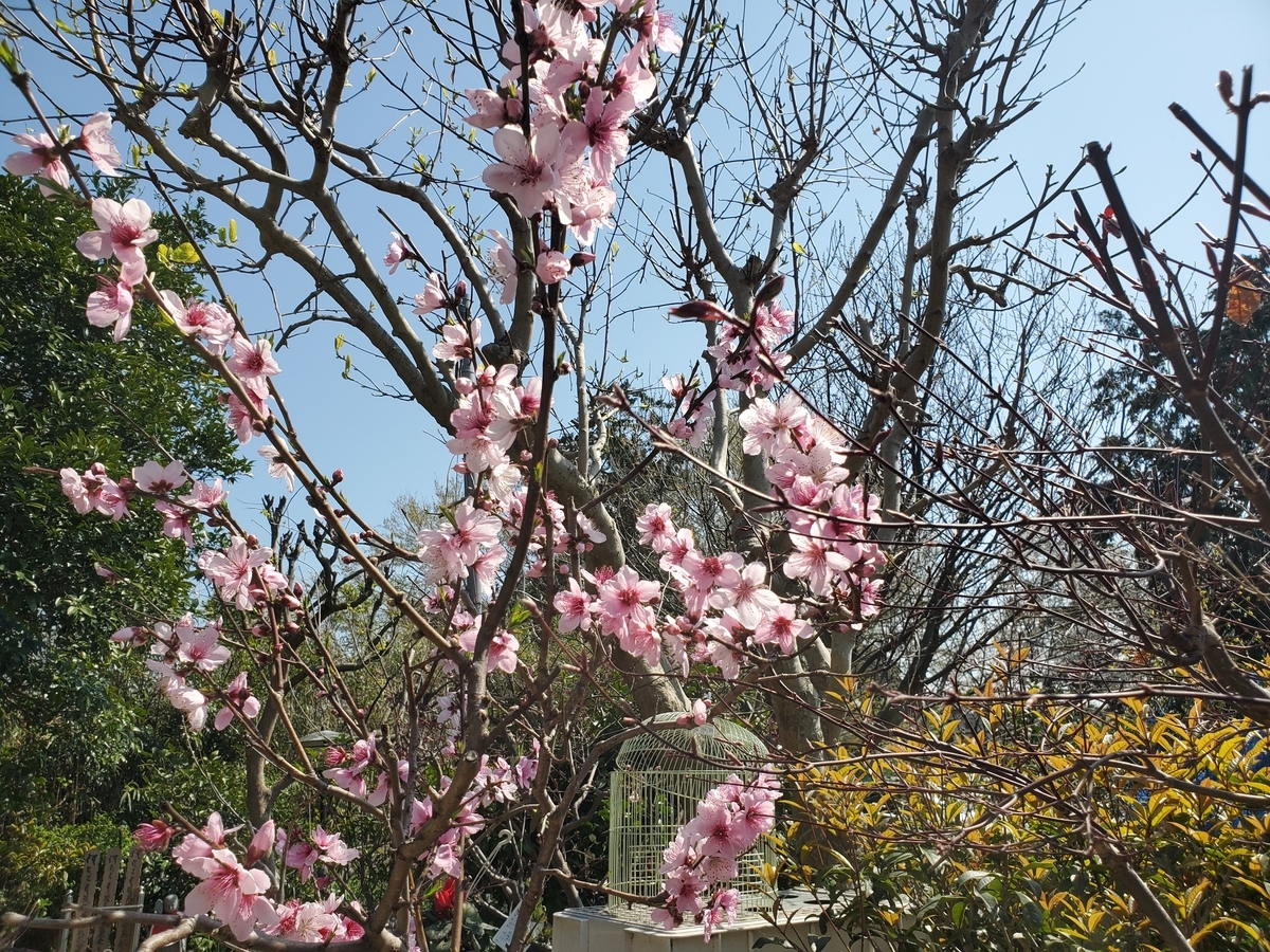 f:id:konjichoin:20200326183205j:plain f:id:konjichoin:20200326183205j:plain
