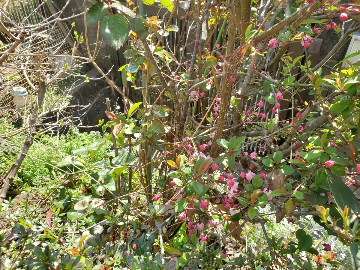 f:id:konjichoin:20200326183259j:plain f:id:konjichoin:20200326183259j:plain