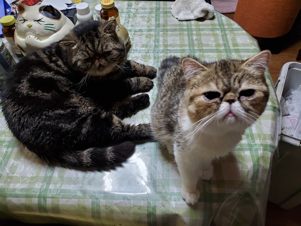 f:id:konjichoin:20200401192639j:plain