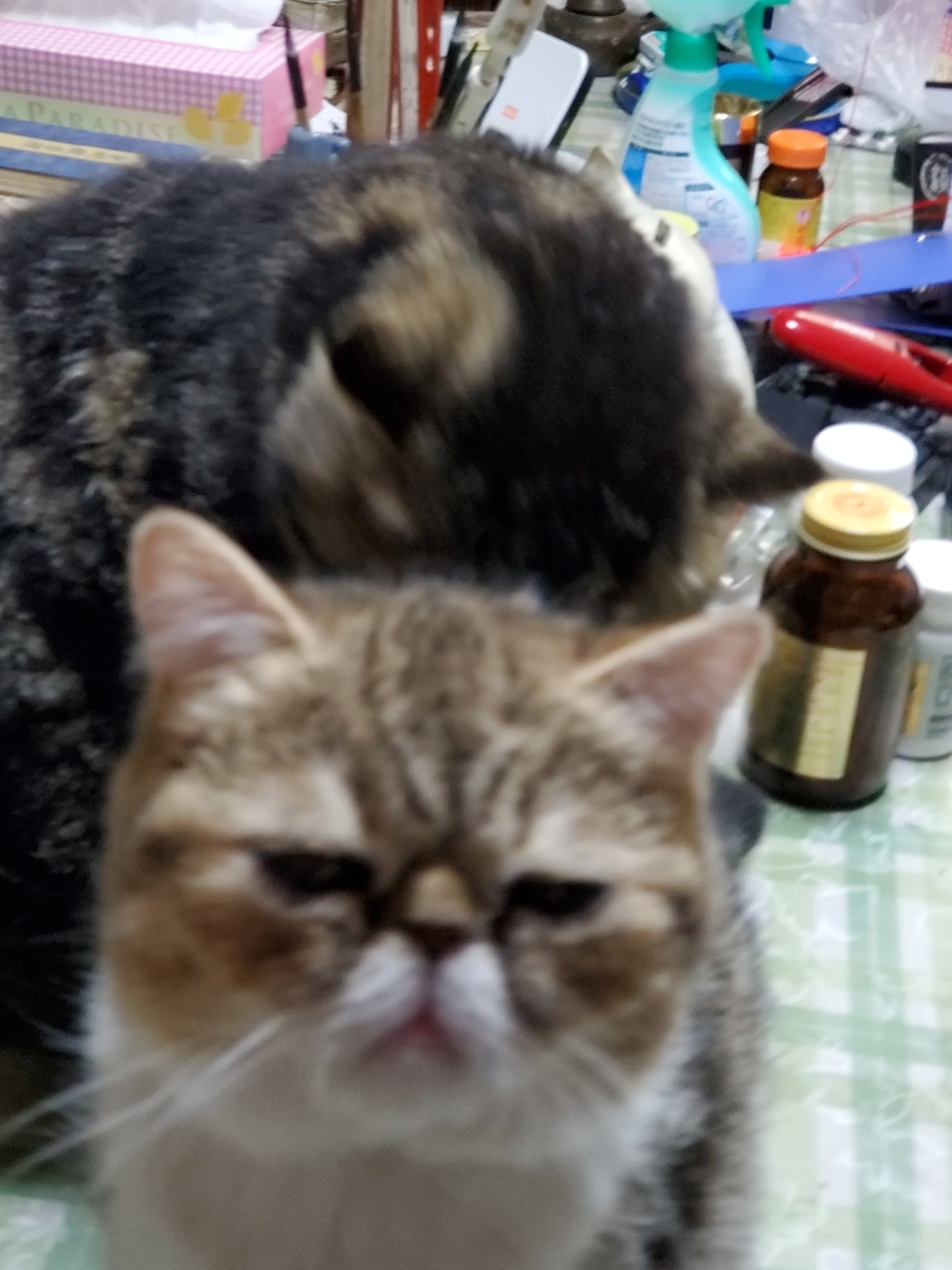 f:id:konjichoin:20200401193115j:plain