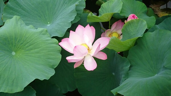 f:id:konjichoin:20200523074030j:plain f:id:konjichoin:20200523074030j:plain