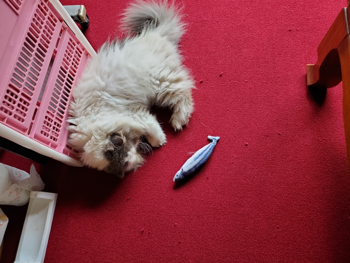 f:id:konjichoin:20200713094936j:plain