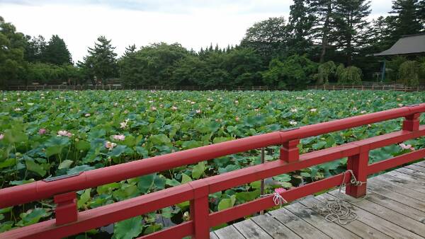 f:id:konjichoin:20200726072223j:plain
