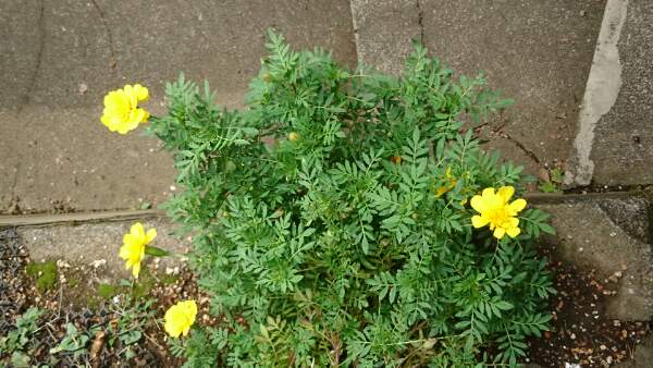 f:id:konjichoin:20200730071721j:plain f:id:konjichoin:20200730071721j:plain