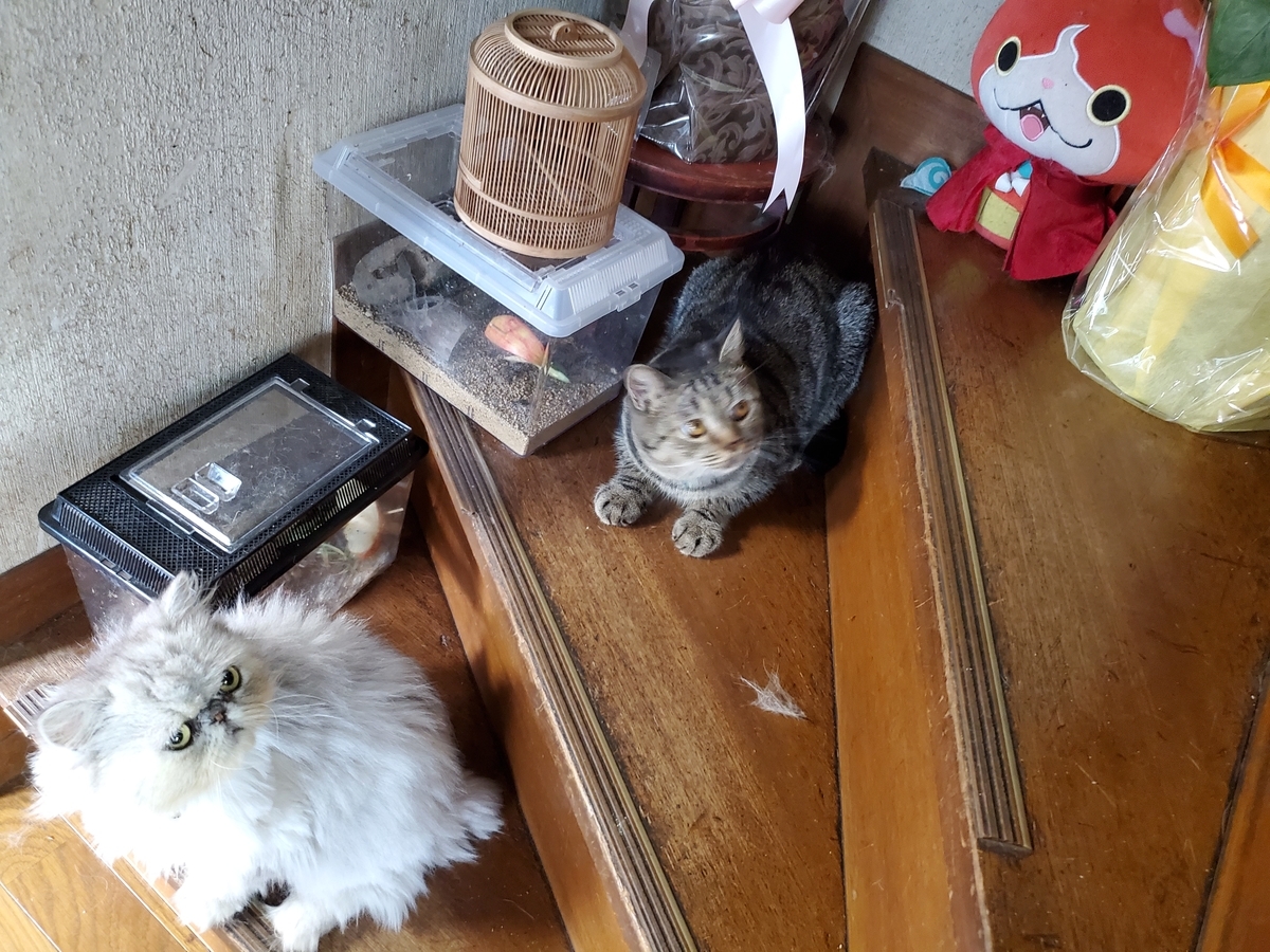 f:id:konjichoin:20201006150604j:plain f:id:konjichoin:20201006150604j:plain