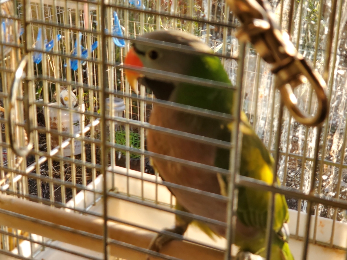 f:id:konjichoin:20210206165140j:plain