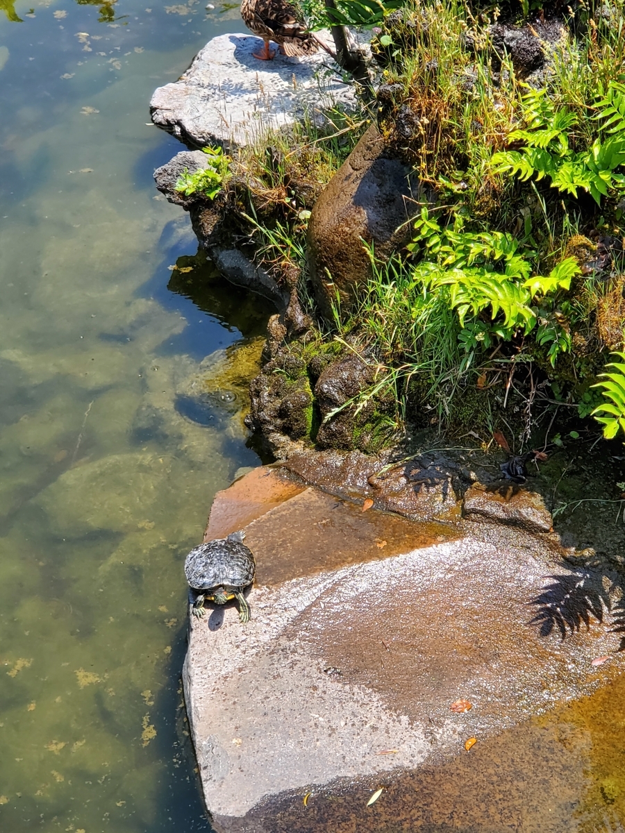 f:id:konjichoin:20210615170011j:plain