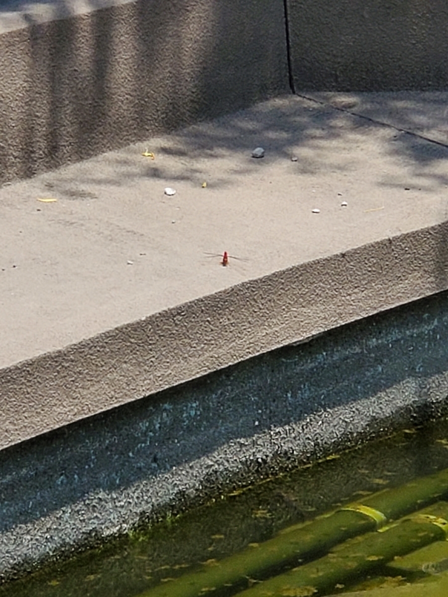 f:id:konjichoin:20210615170157j:plain