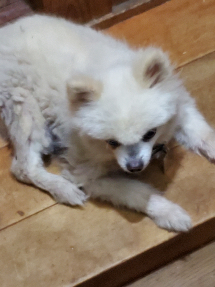 f:id:konjichoin:20210622224717j:plain