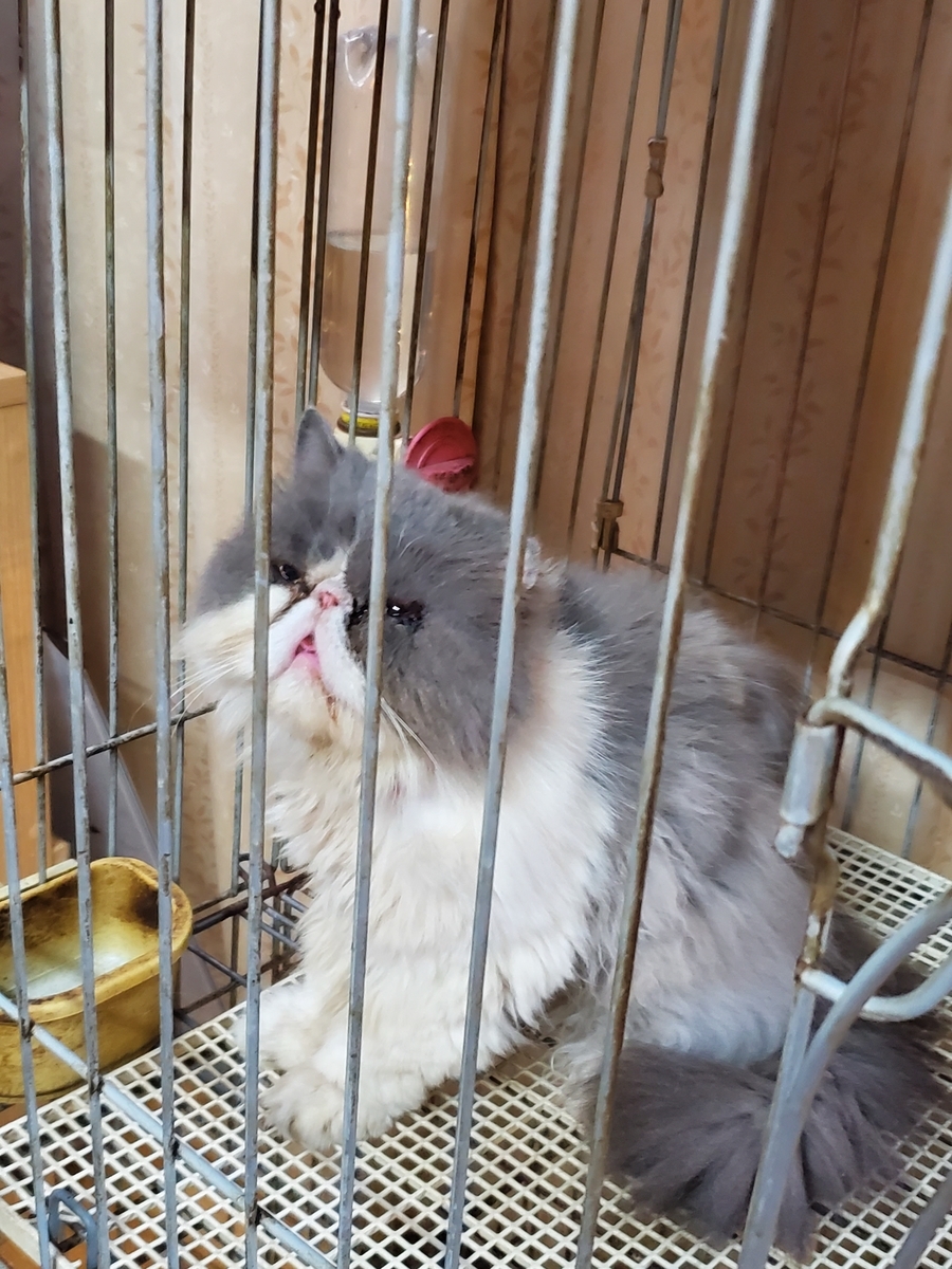 f:id:konjichoin:20210628144427j:plain